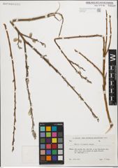 Foto von Salix iliensis Regel
